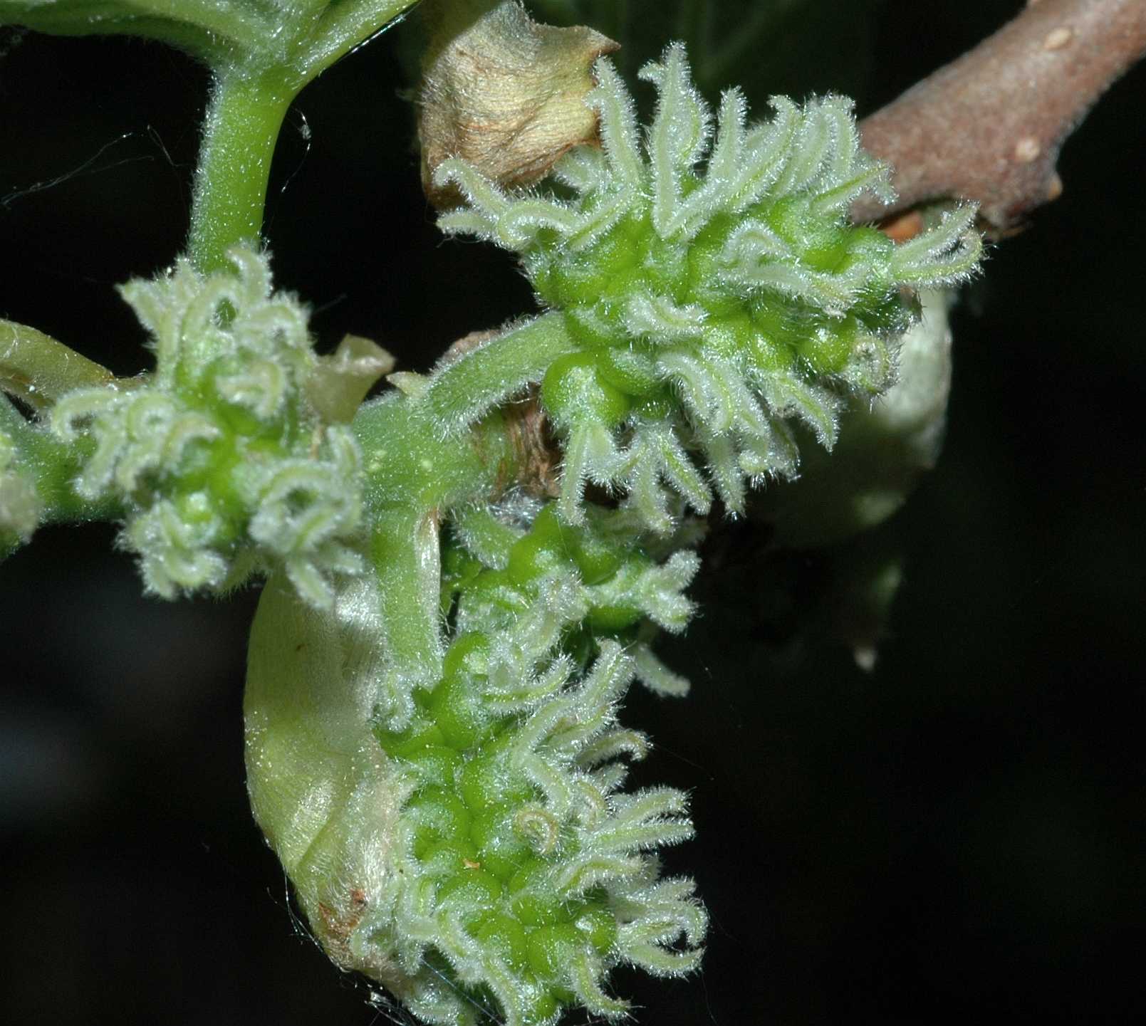 Moraceae Morus nigra