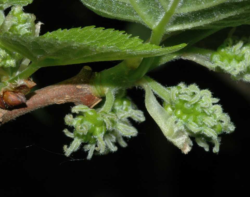 Moraceae Morus nigra