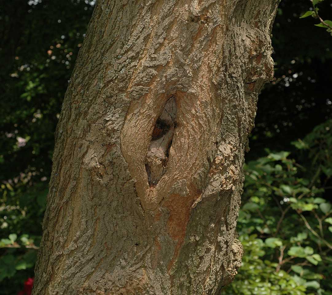 Moraceae Morus nigra