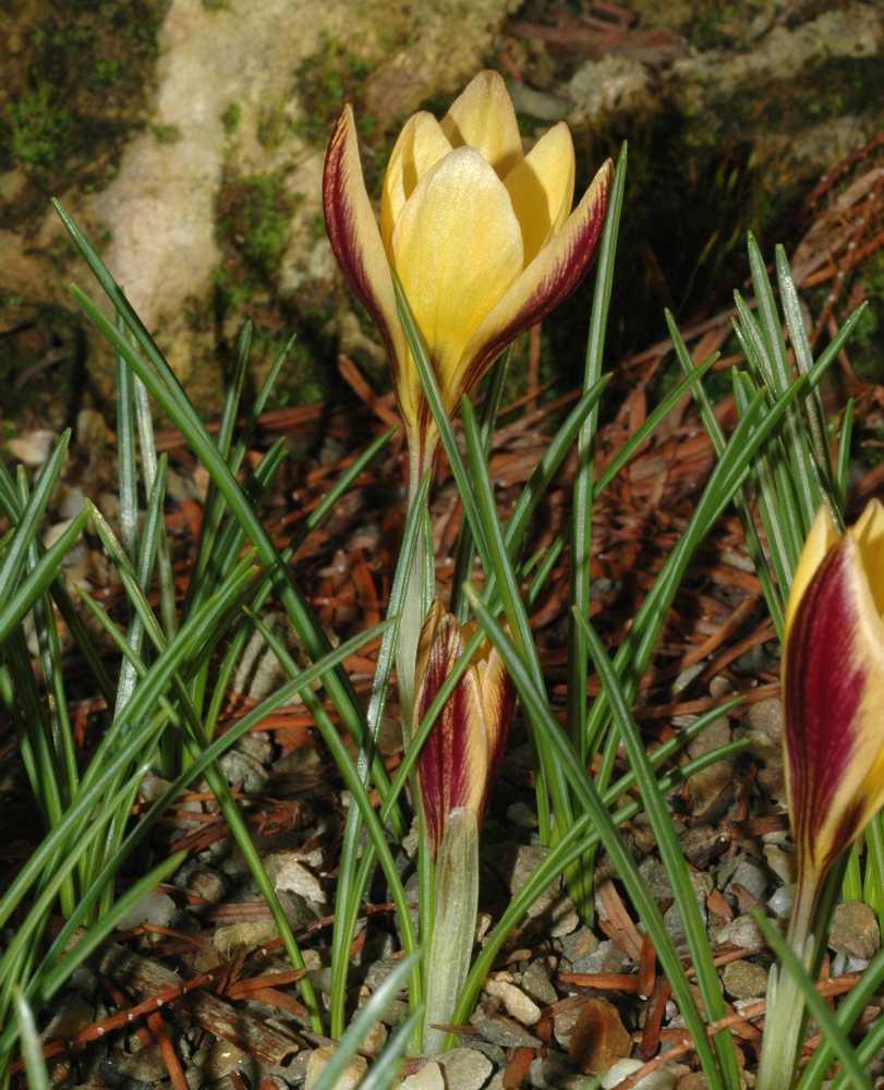 Iridaceae Crocus angustifolius