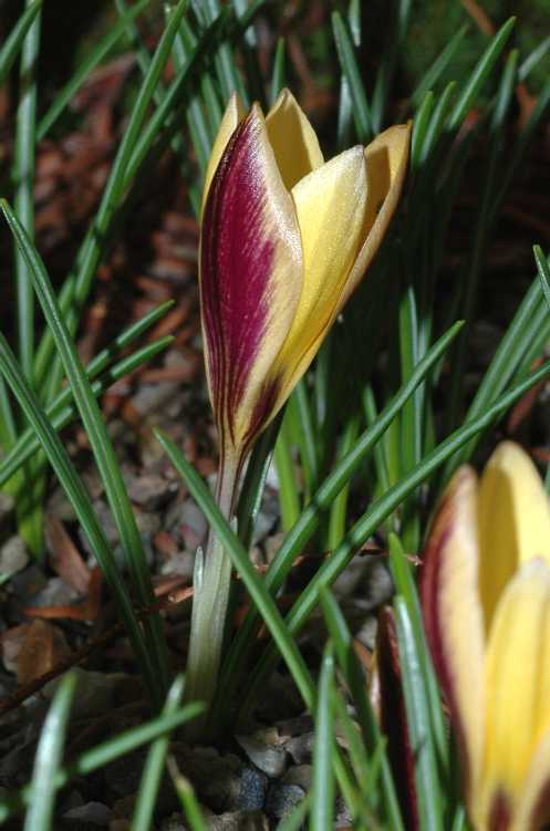 Iridaceae Crocus angustifolius