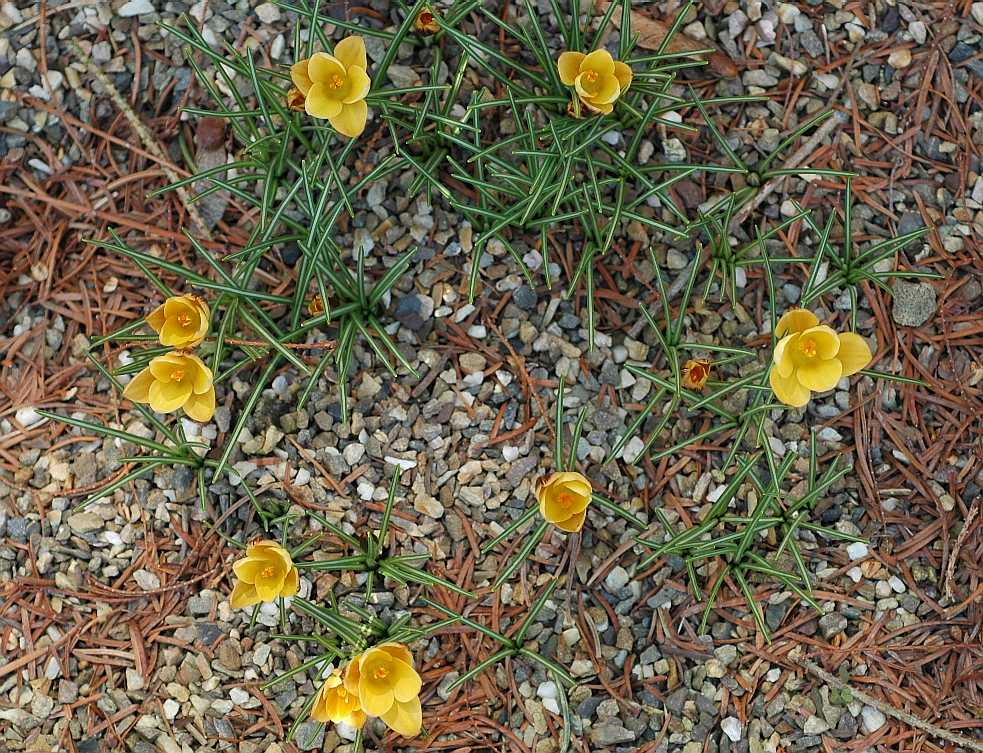 Iridaceae Crocus angustifolius