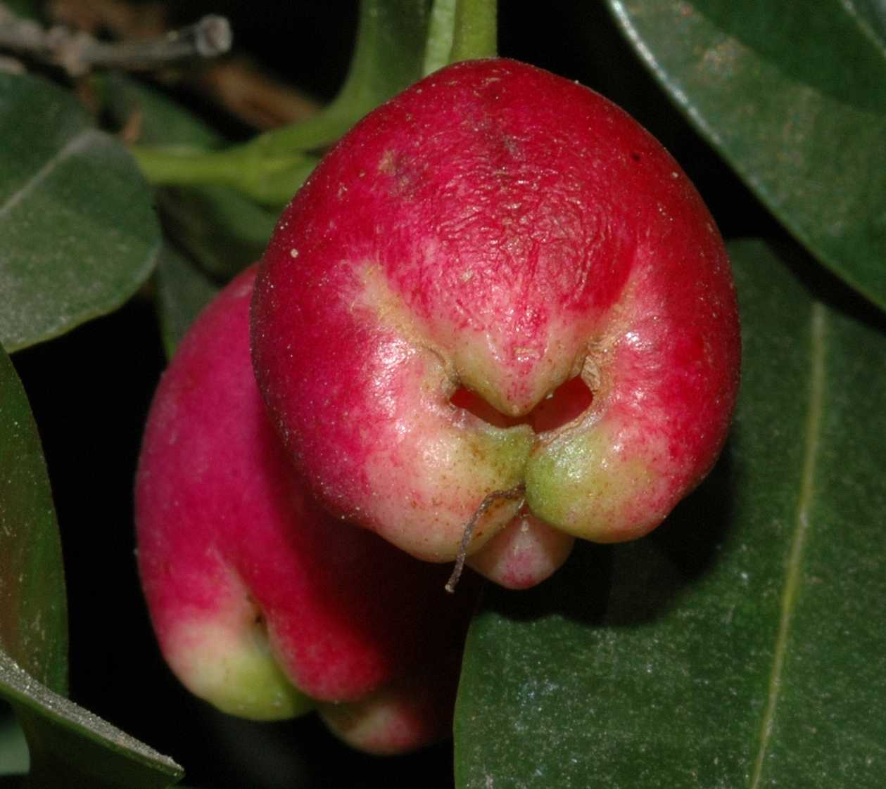 Myrtaceae Eugenia paniculatum