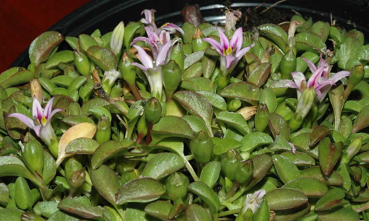 Campanulaceae Hypsela reniformis