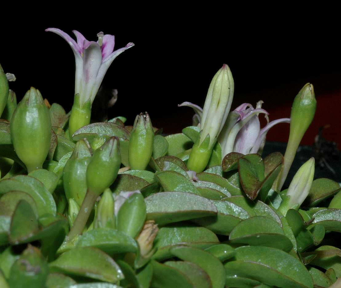 Campanulaceae Hypsela reniformis