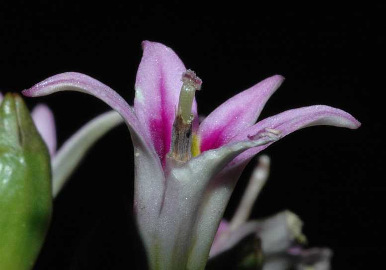 Campanulaceae Hypsela reniformis