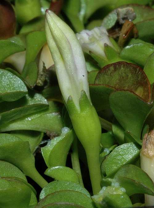 Campanulaceae Hypsela reniformis