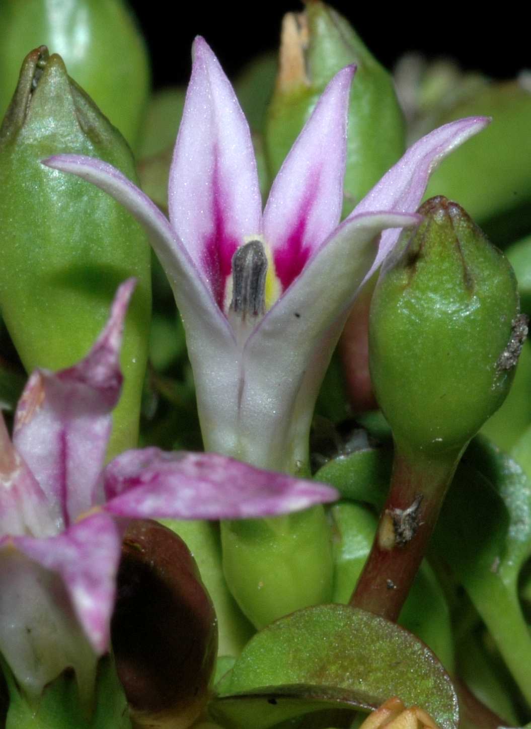 Campanulaceae Hypsela reniformis