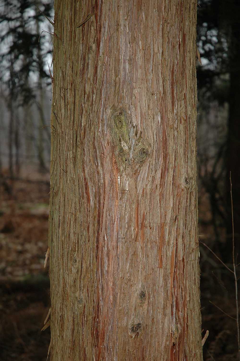 Cupressaceae Cryptomeria japonica