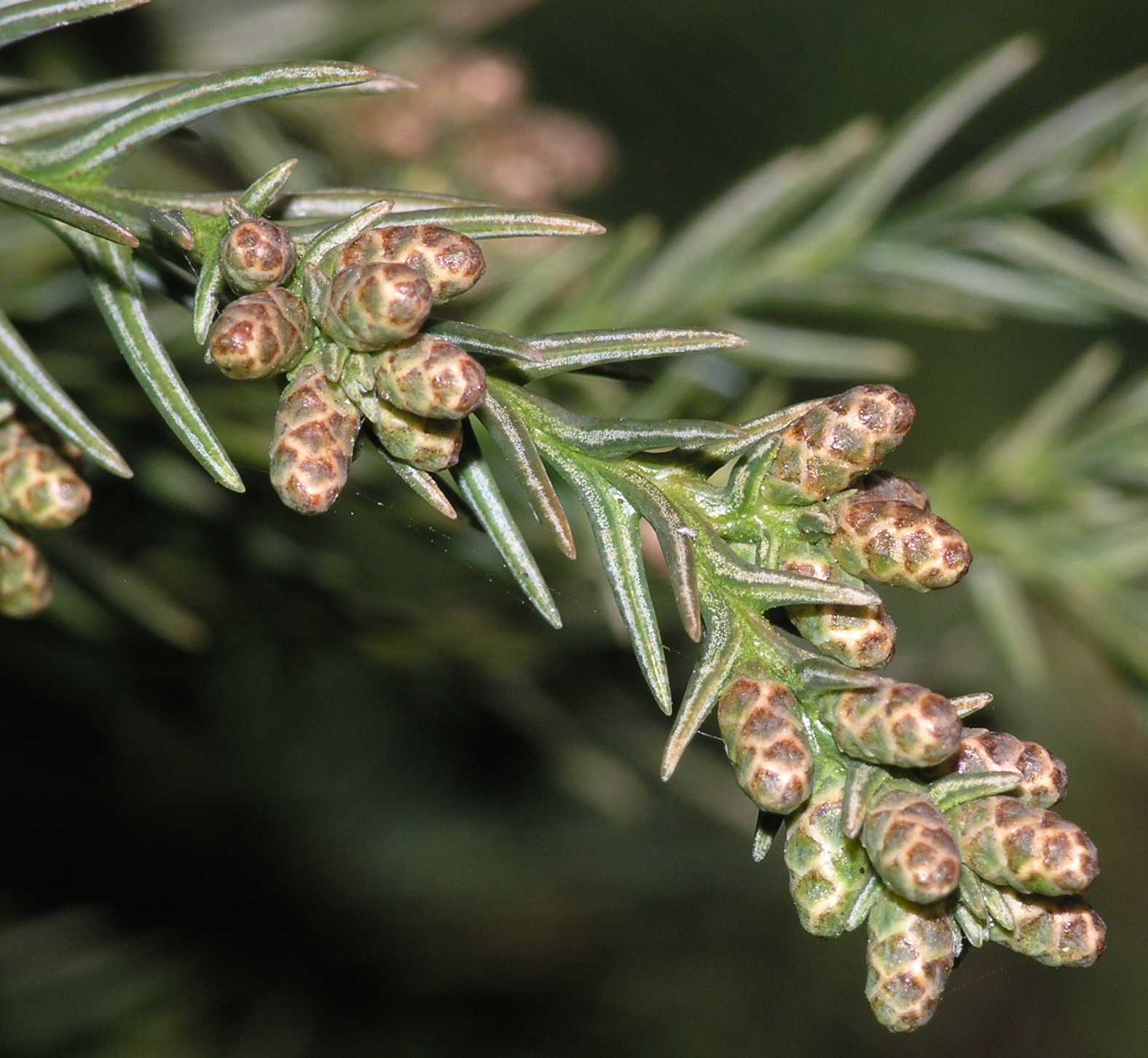 Cupressaceae Cryptomeria japonica