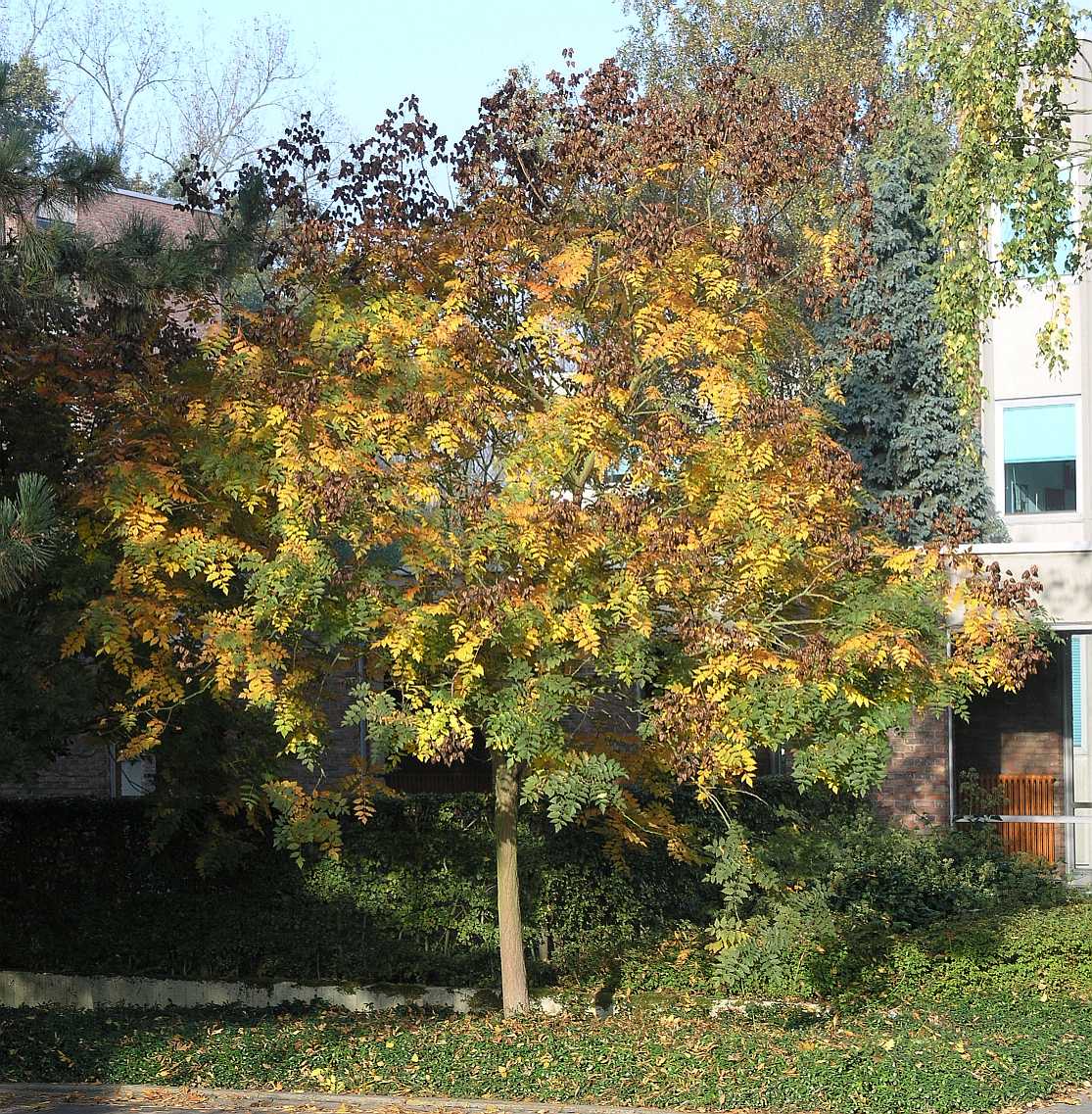 Sapindaceae Koelreuteria paniculata