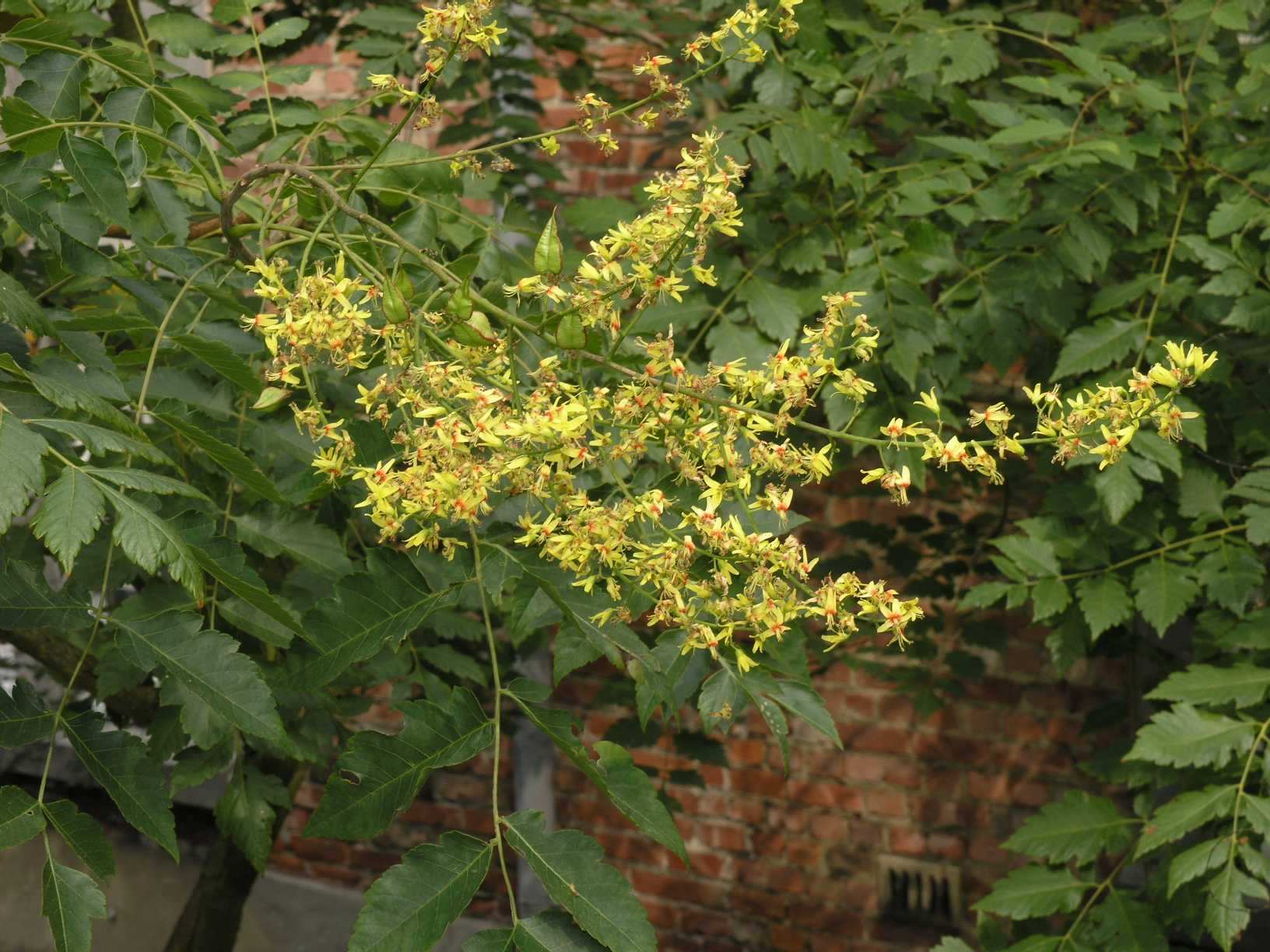 Sapindaceae Koelreuteria paniculata