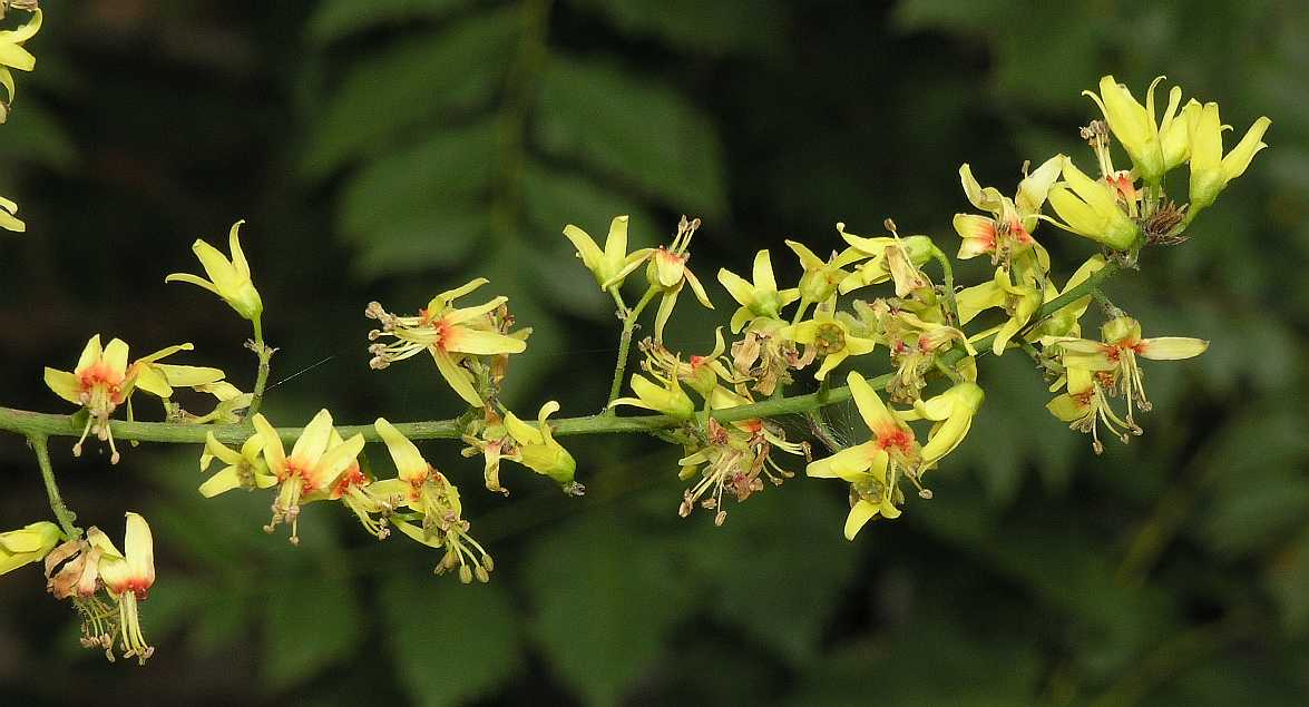 Sapindaceae Koelreuteria paniculata