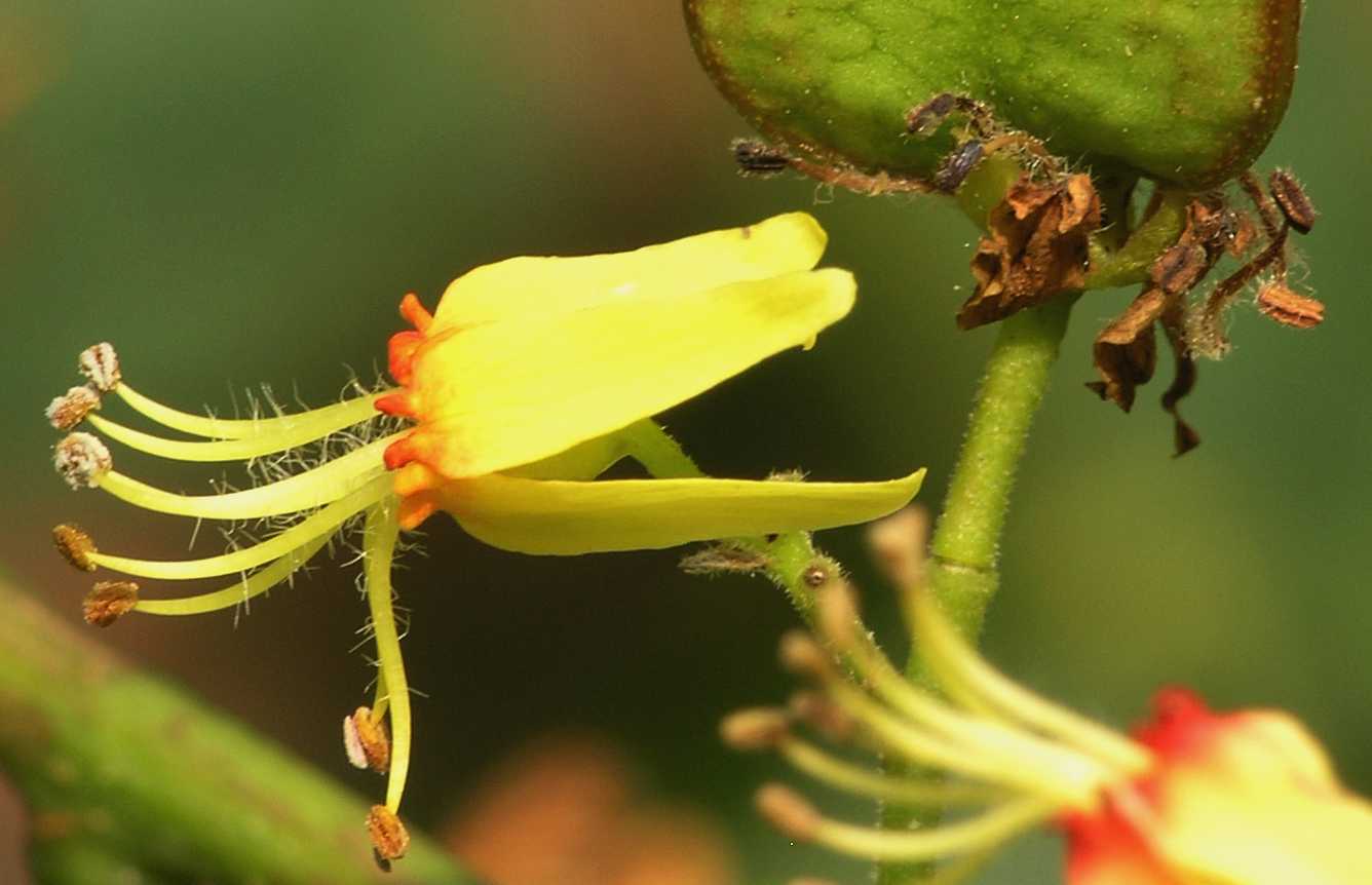 Sapindaceae Koelreuteria paniculata