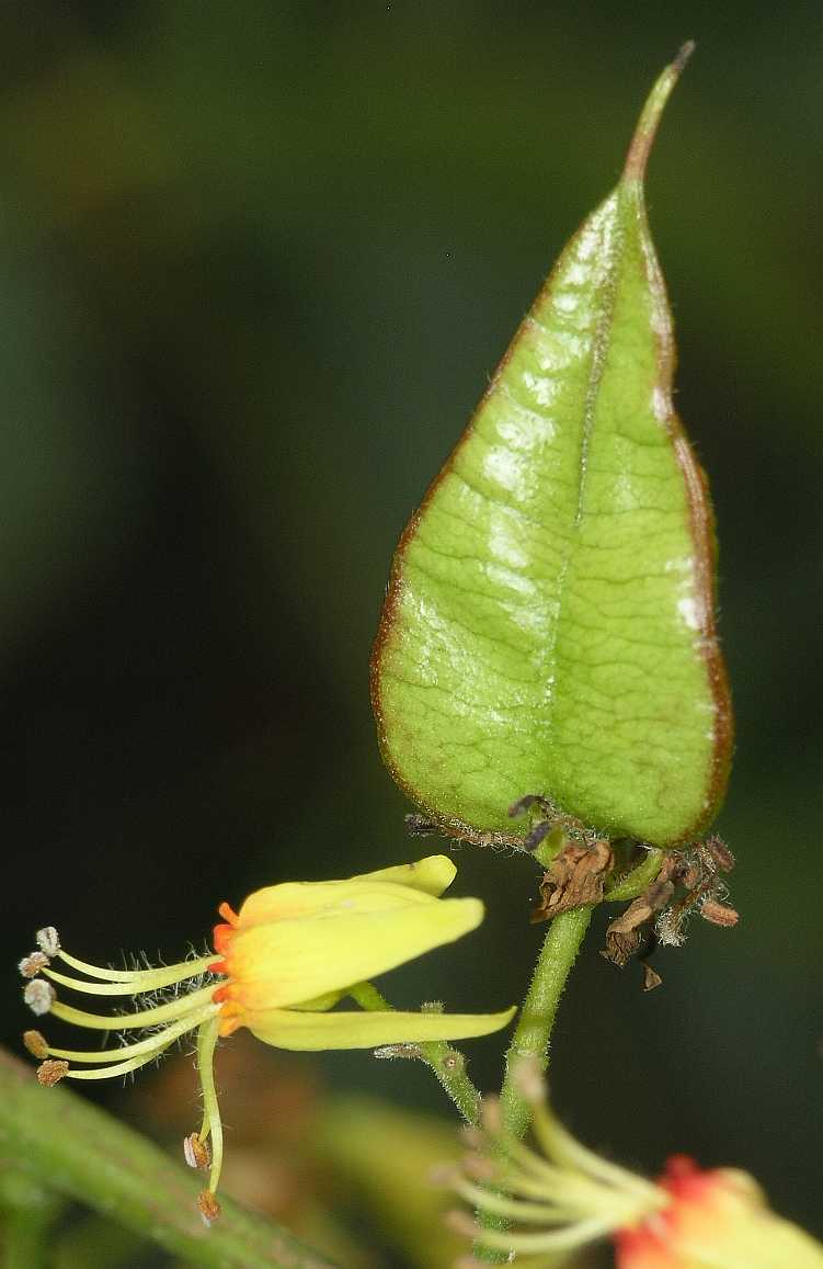 Sapindaceae Koelreuteria paniculata