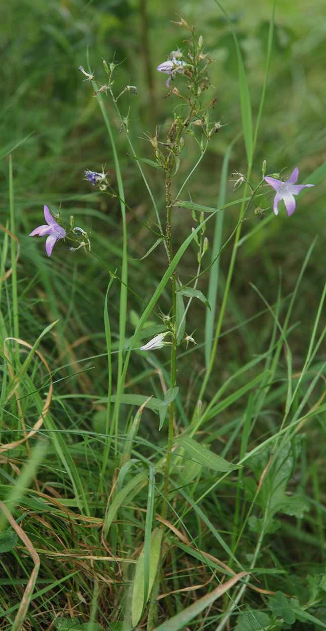 Campanulaceae Campanula 