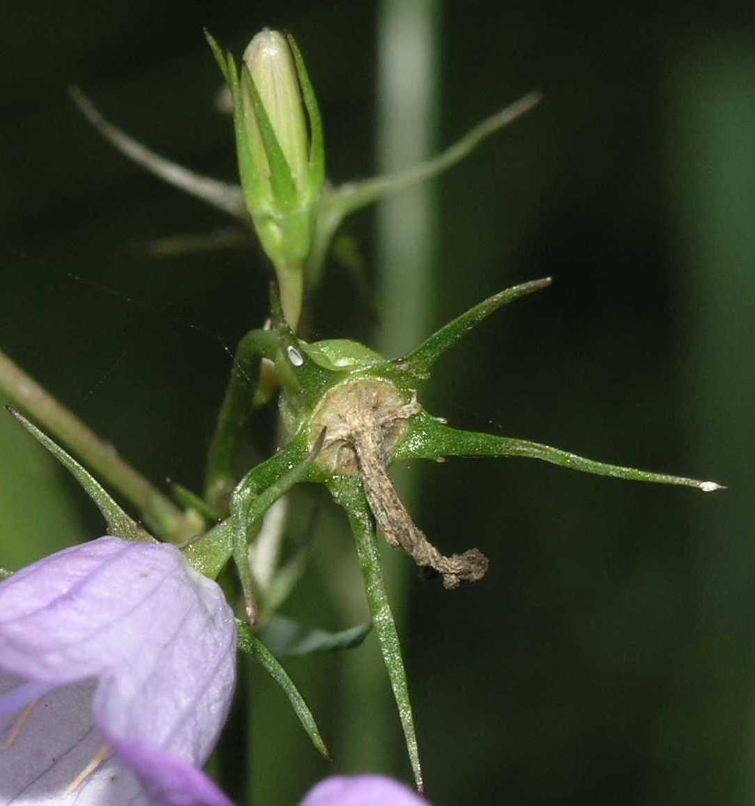 Campanulaceae Campanula 