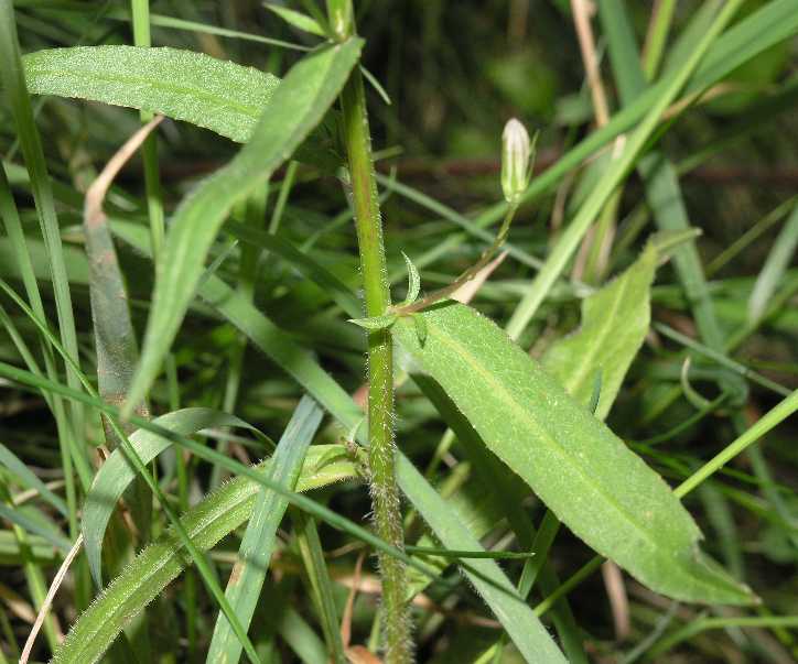 Campanulaceae Campanula 