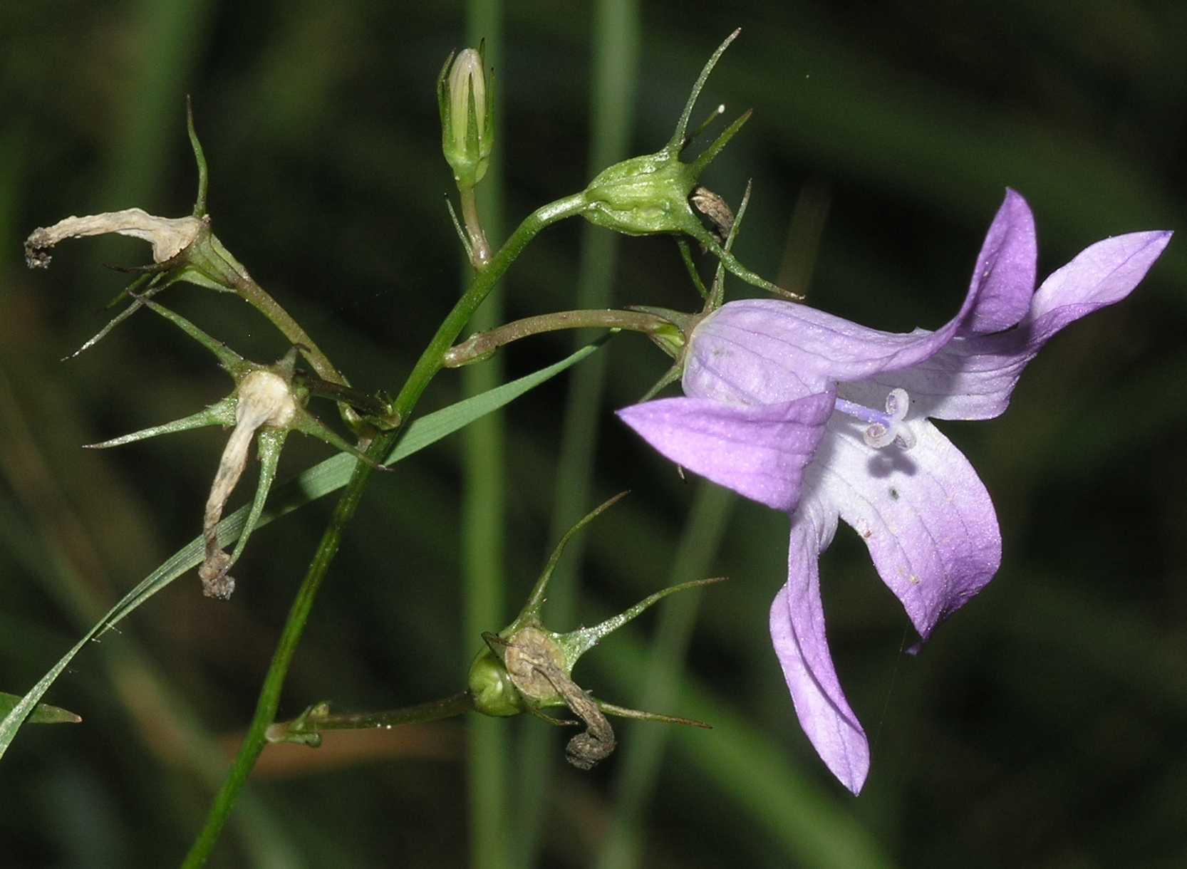 Campanulaceae Campanula 