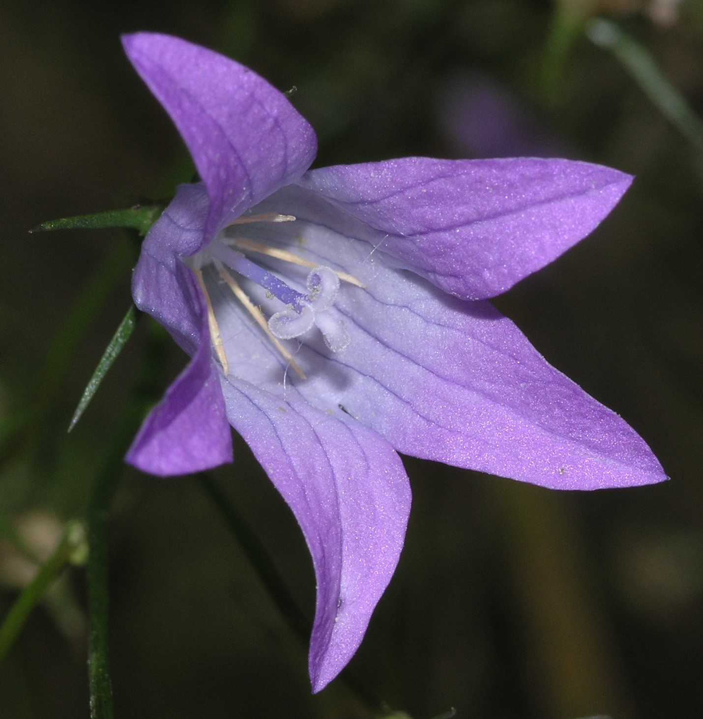 Campanulaceae Campanula 