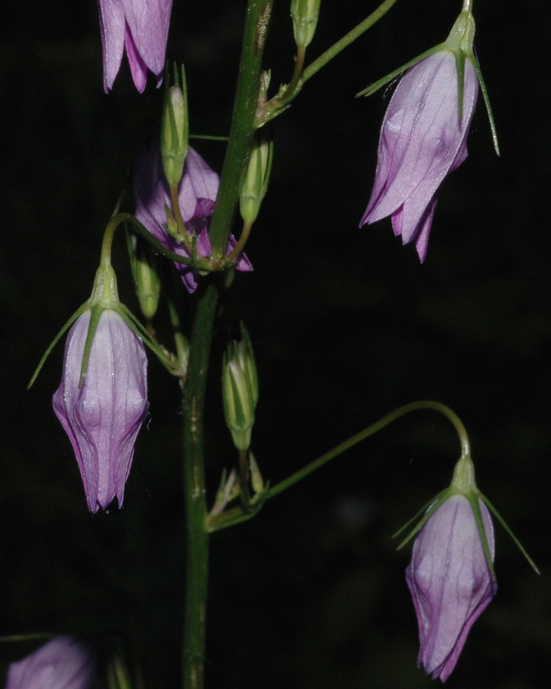 Campanulaceae Campanula rotundifolia