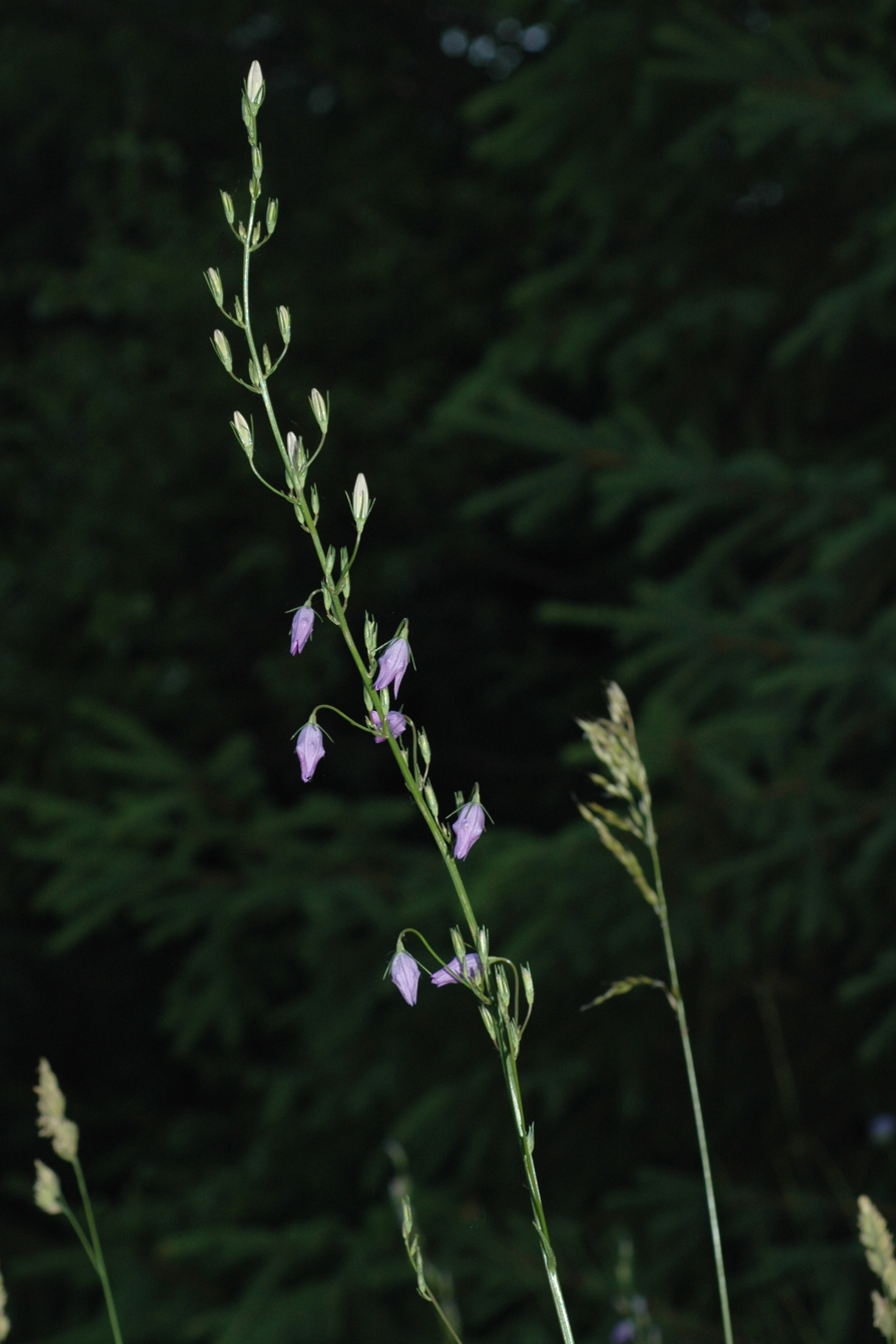 Campanulaceae Campanula rotundifolia