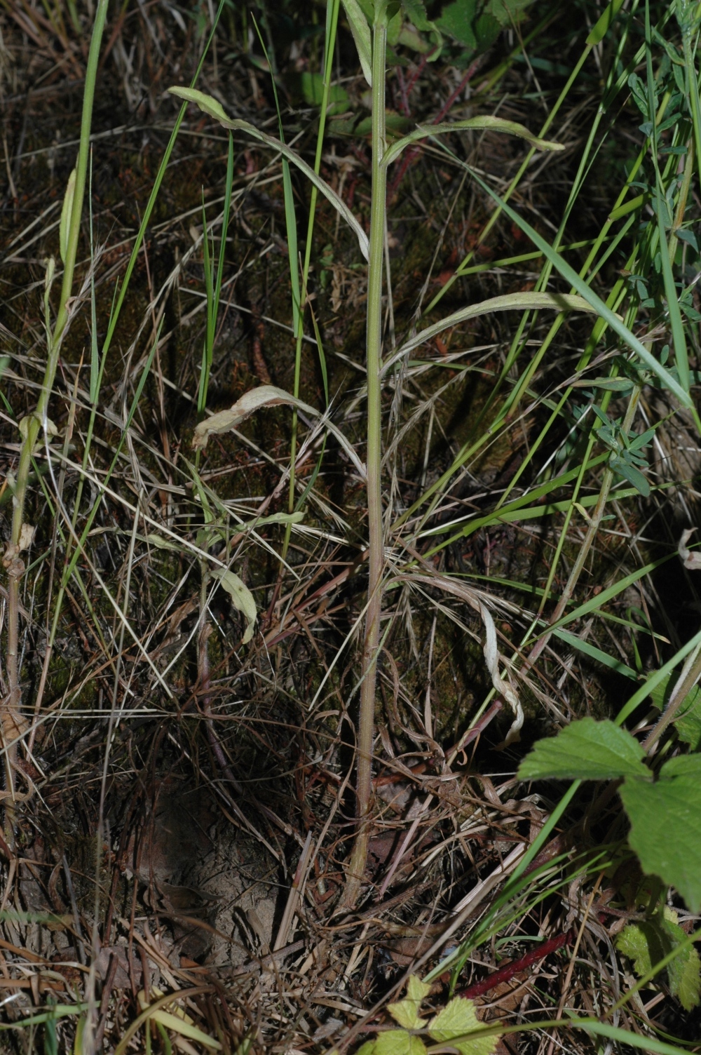 Campanulaceae Campanula rotundifolia