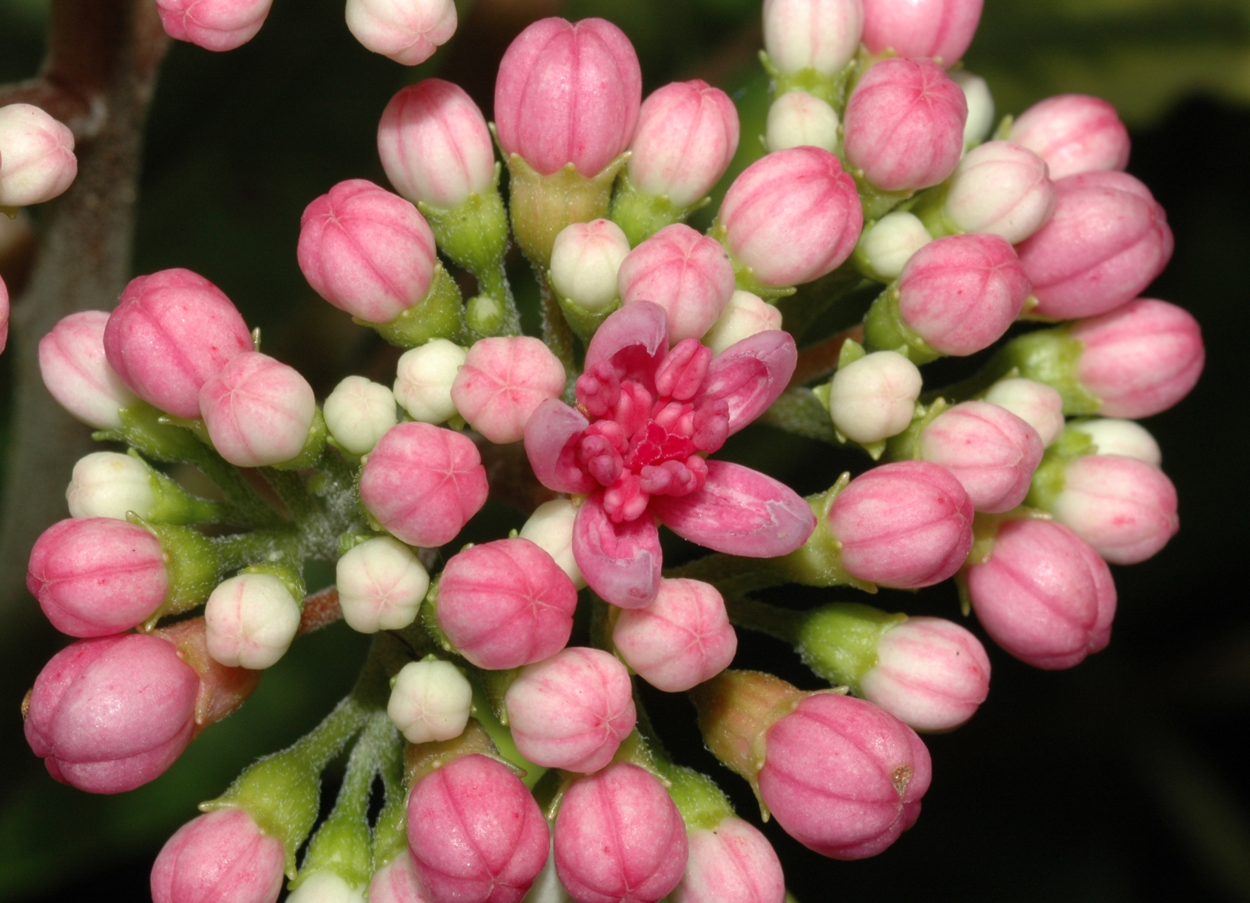 Hydrangeaceae Dichroa febrifuga