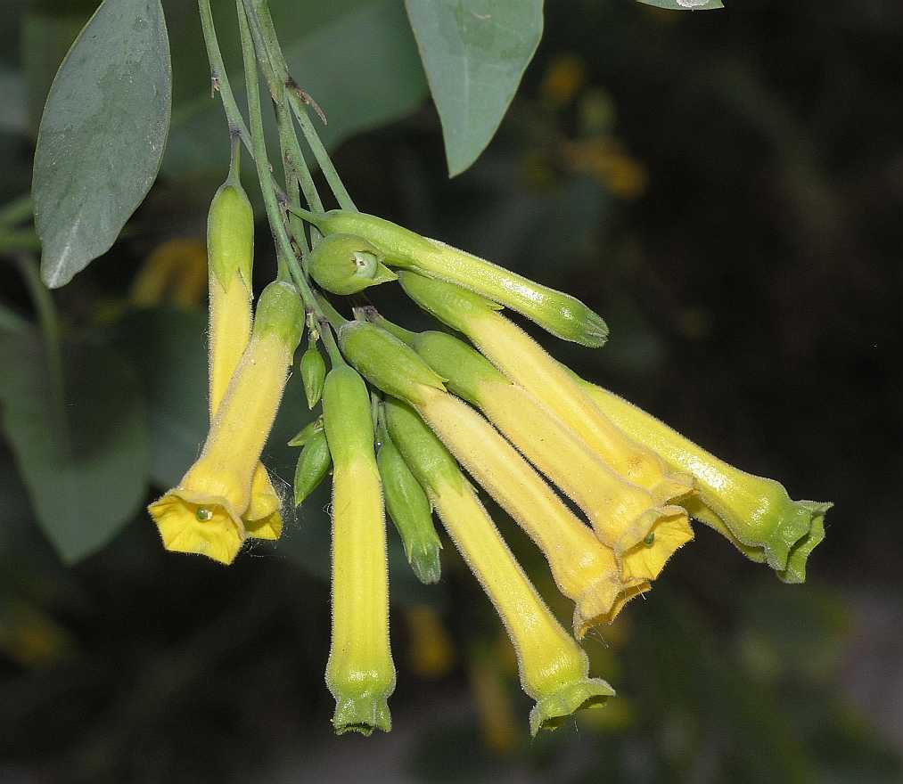 Solanaceae Nicotiana glauca