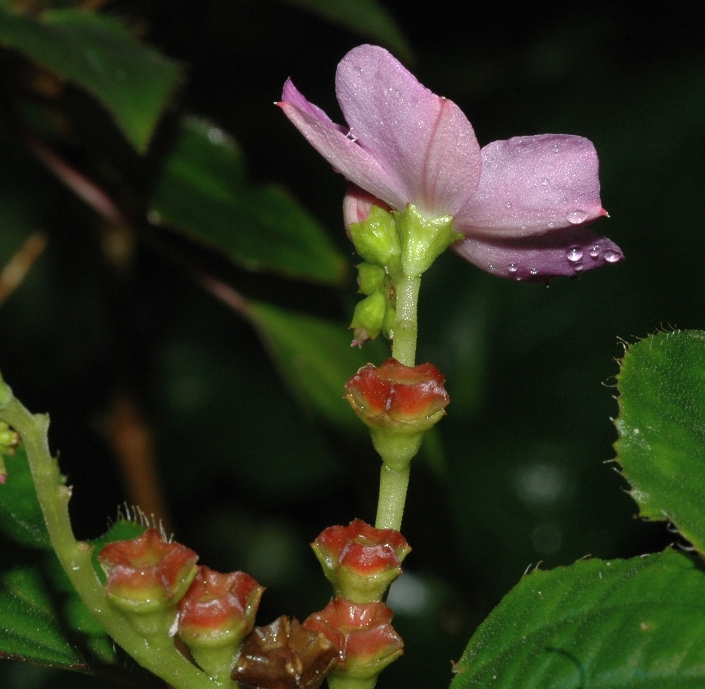 Melastomataceae Calvoa orientalis