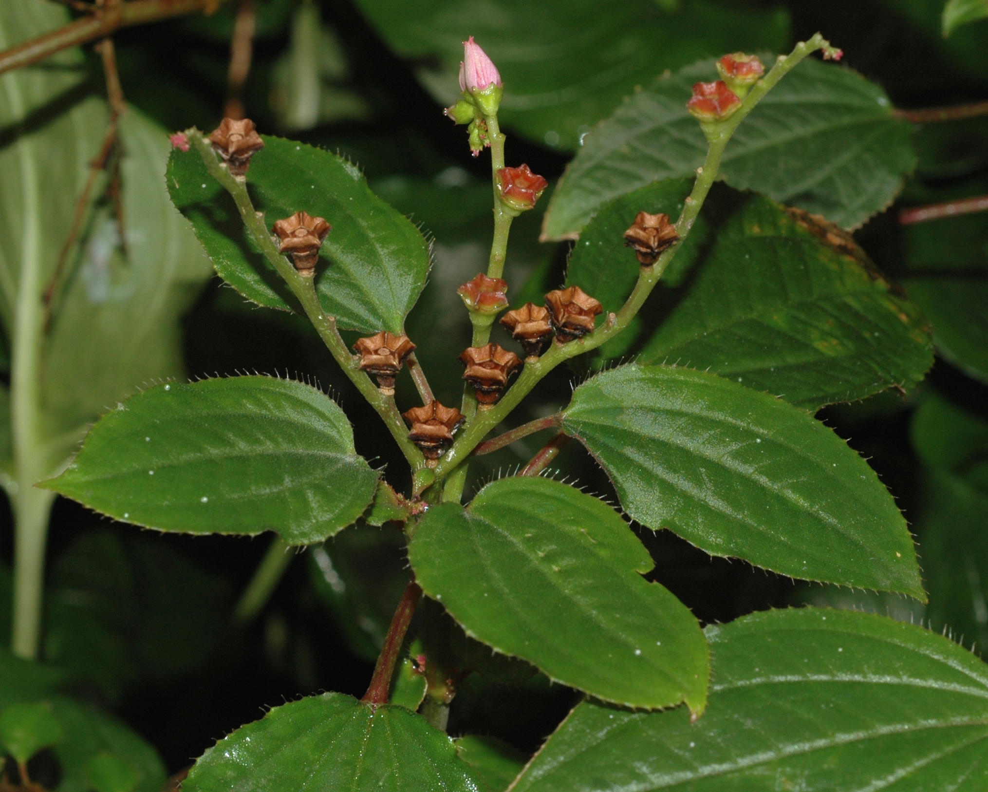 Melastomataceae Calvoa orientalis