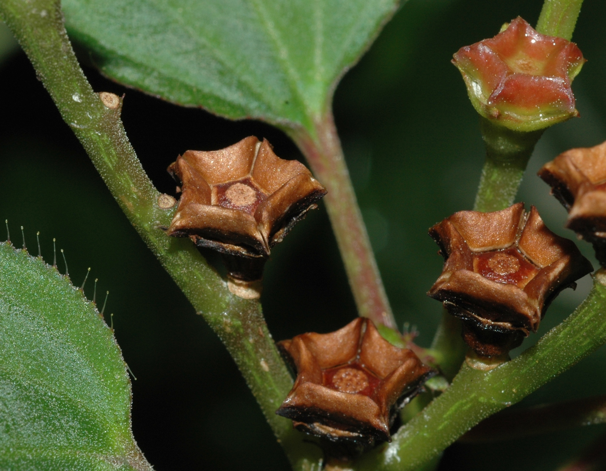 Melastomataceae Calvoa orientalis