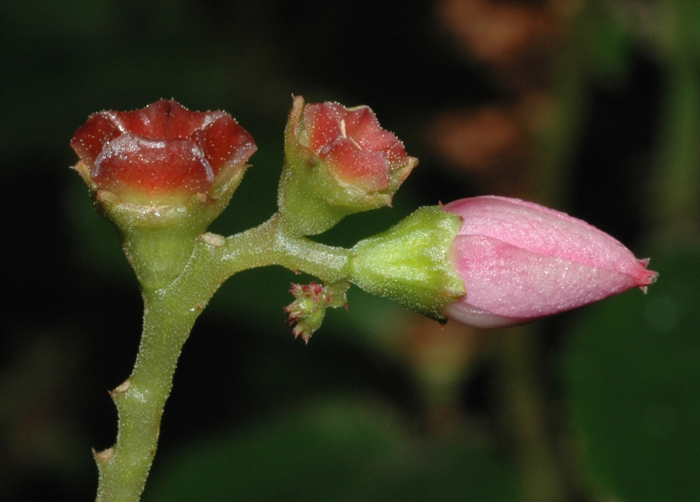 Melastomataceae Calvoa orientalis