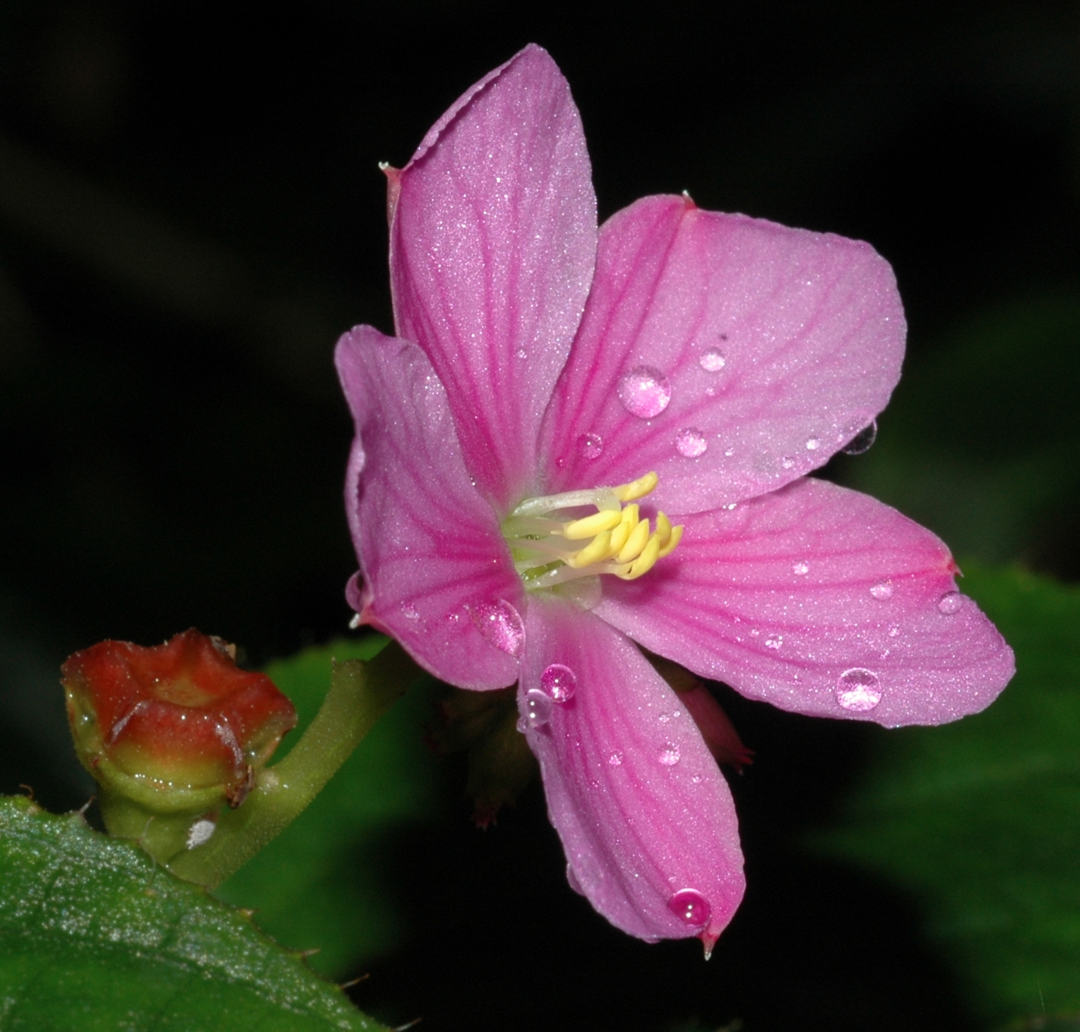 Melastomataceae Calvoa orientalis