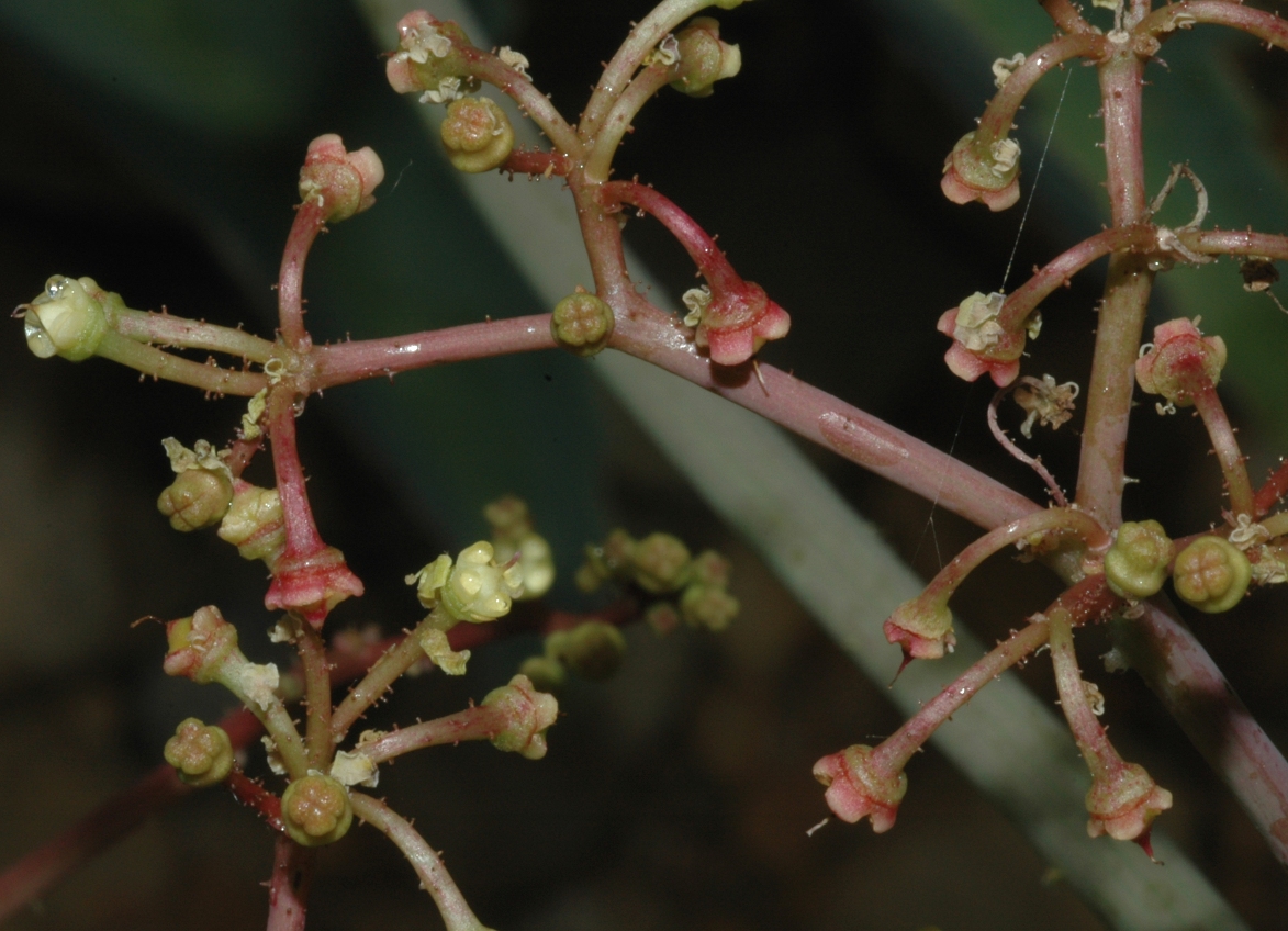 Vitaceae Cyphostemma currorii