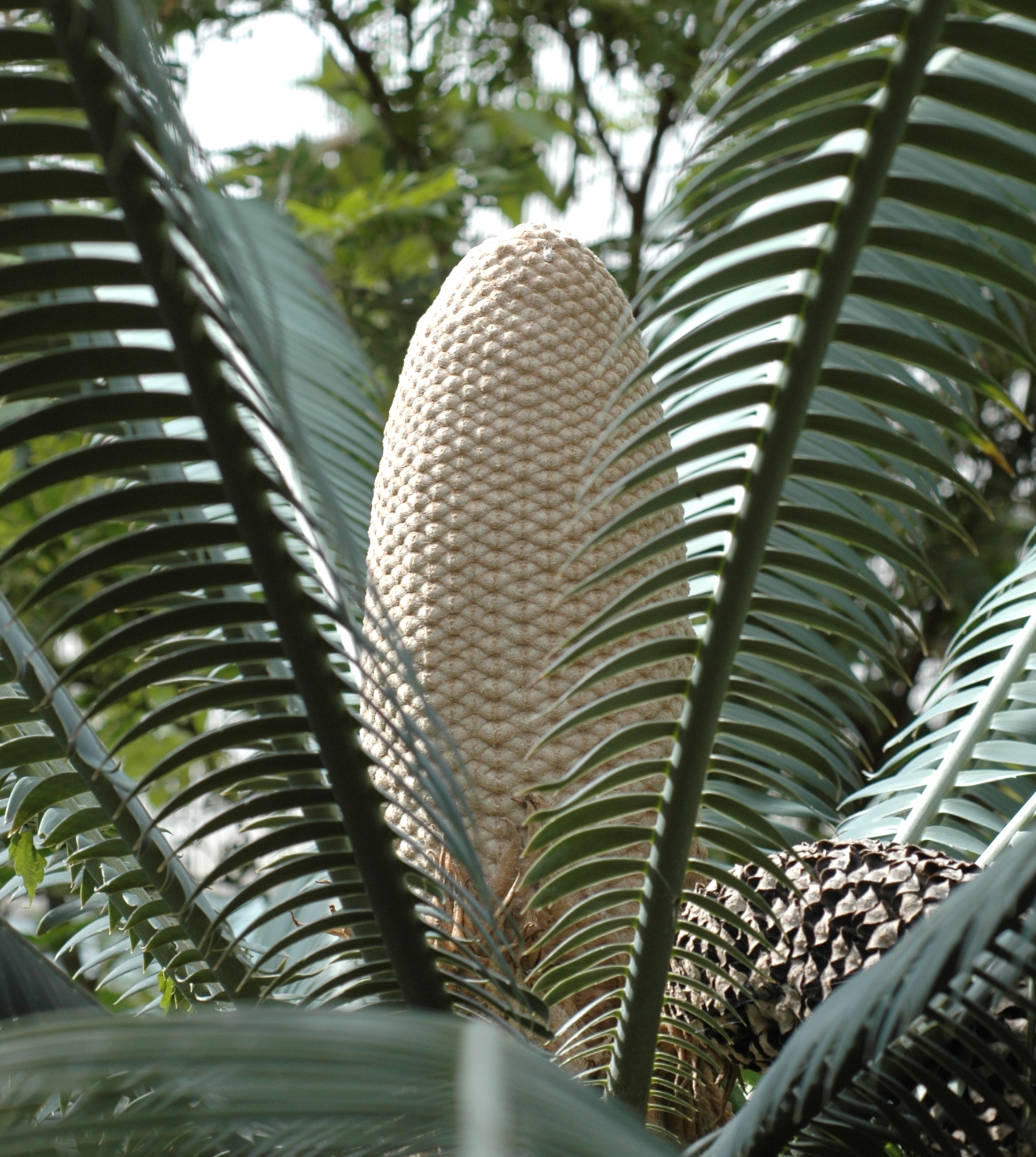 Zamiaceae Dioon spinulosum