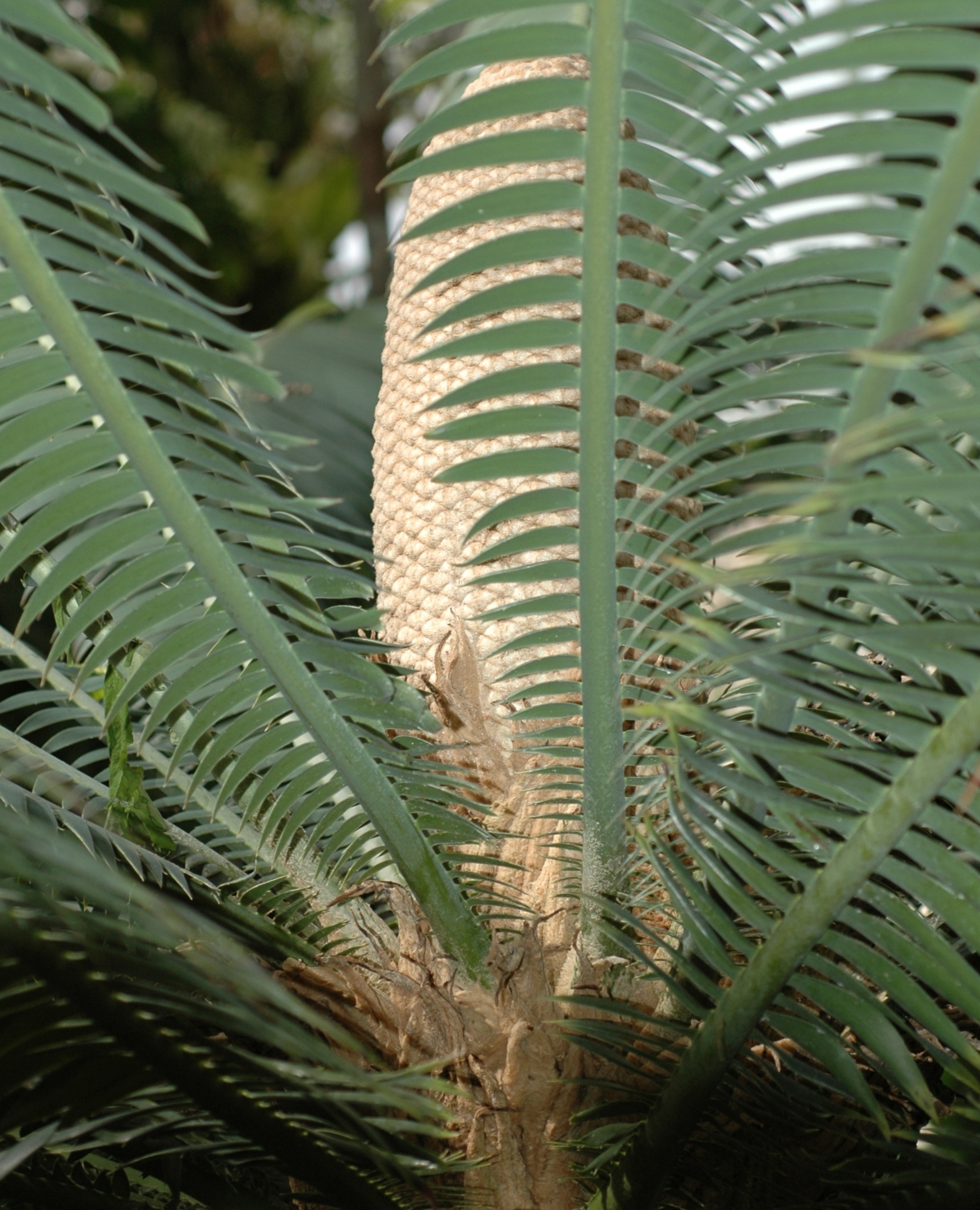 Zamiaceae Dioon spinulosum