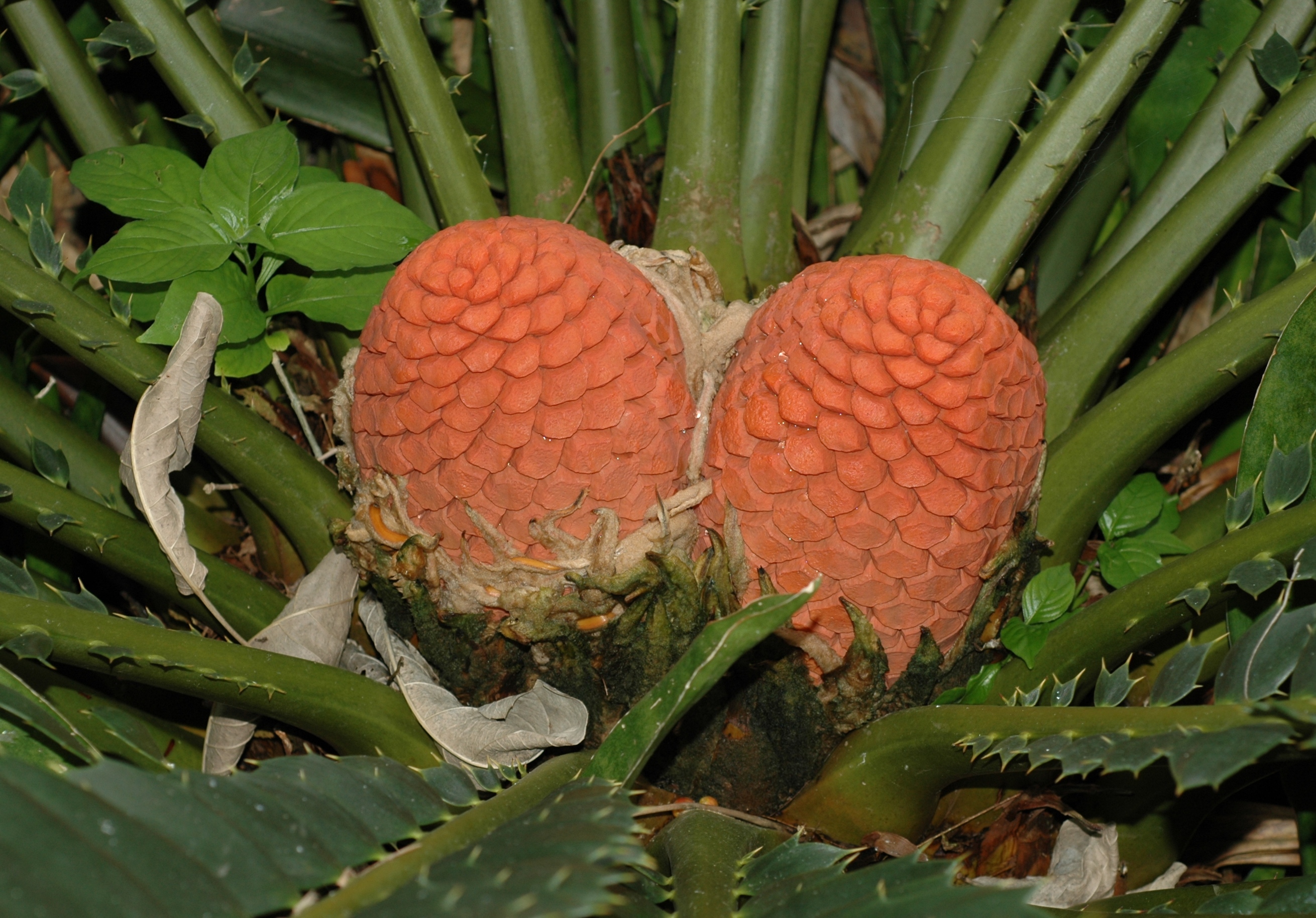 Zamiaceae Encephalartos ferox