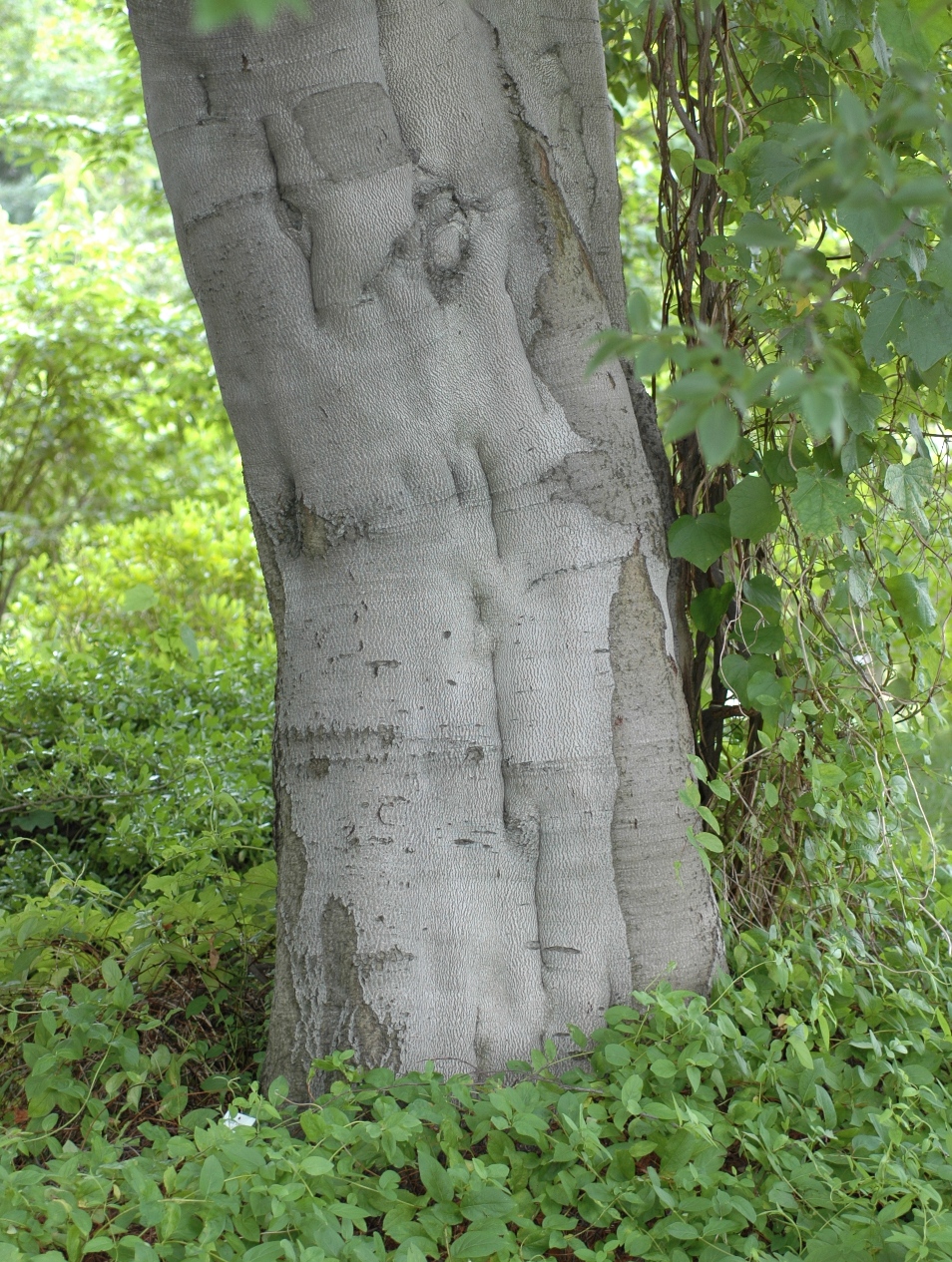 Fagaceae Fagus crenata