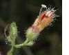 image of Keckiella breviflora