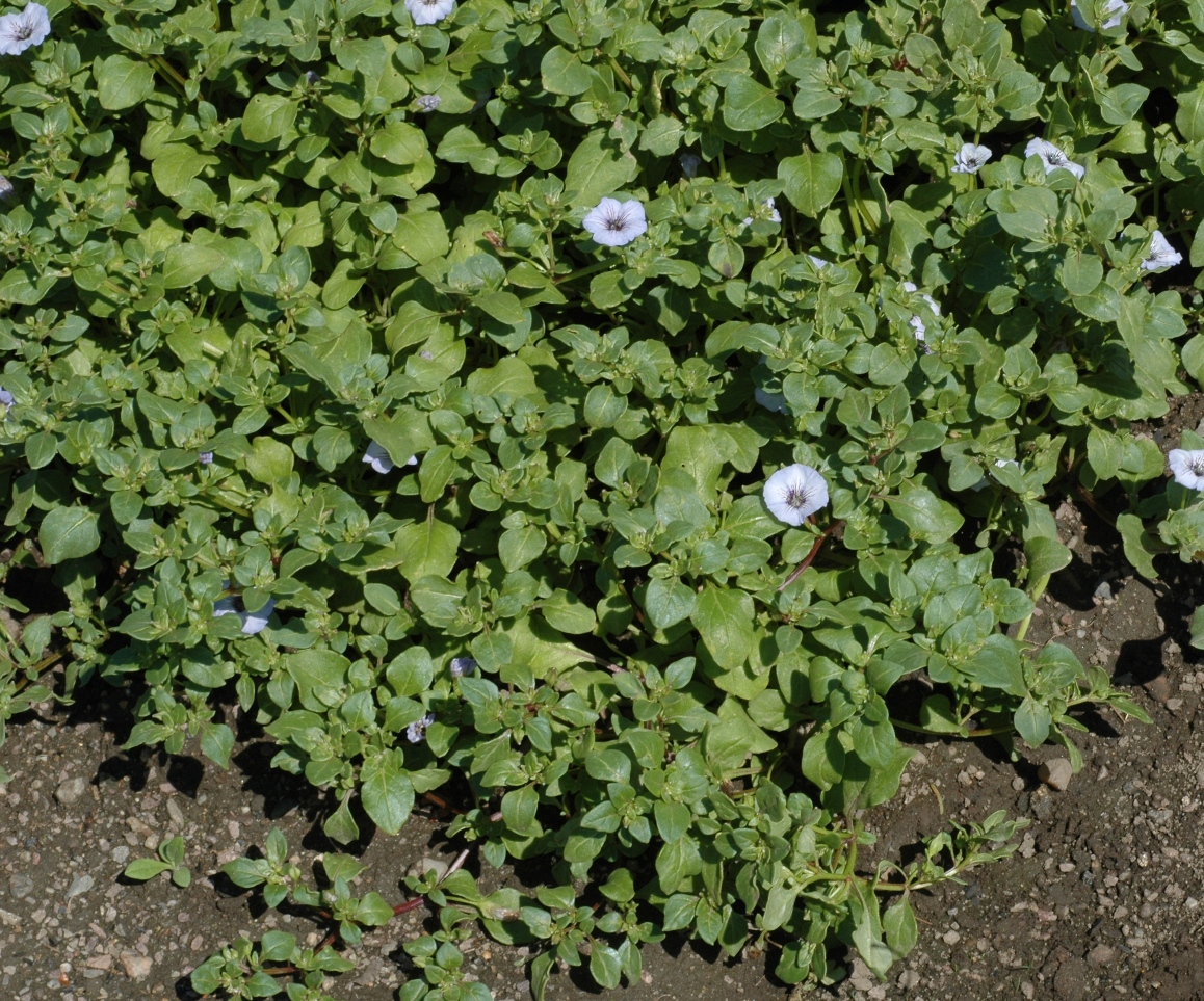 Solanaceae Nolana humifusa