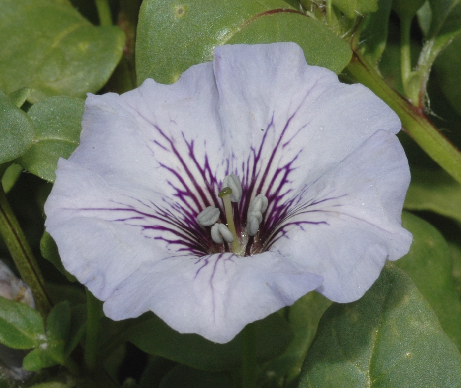 Solanaceae Nolana humifusa