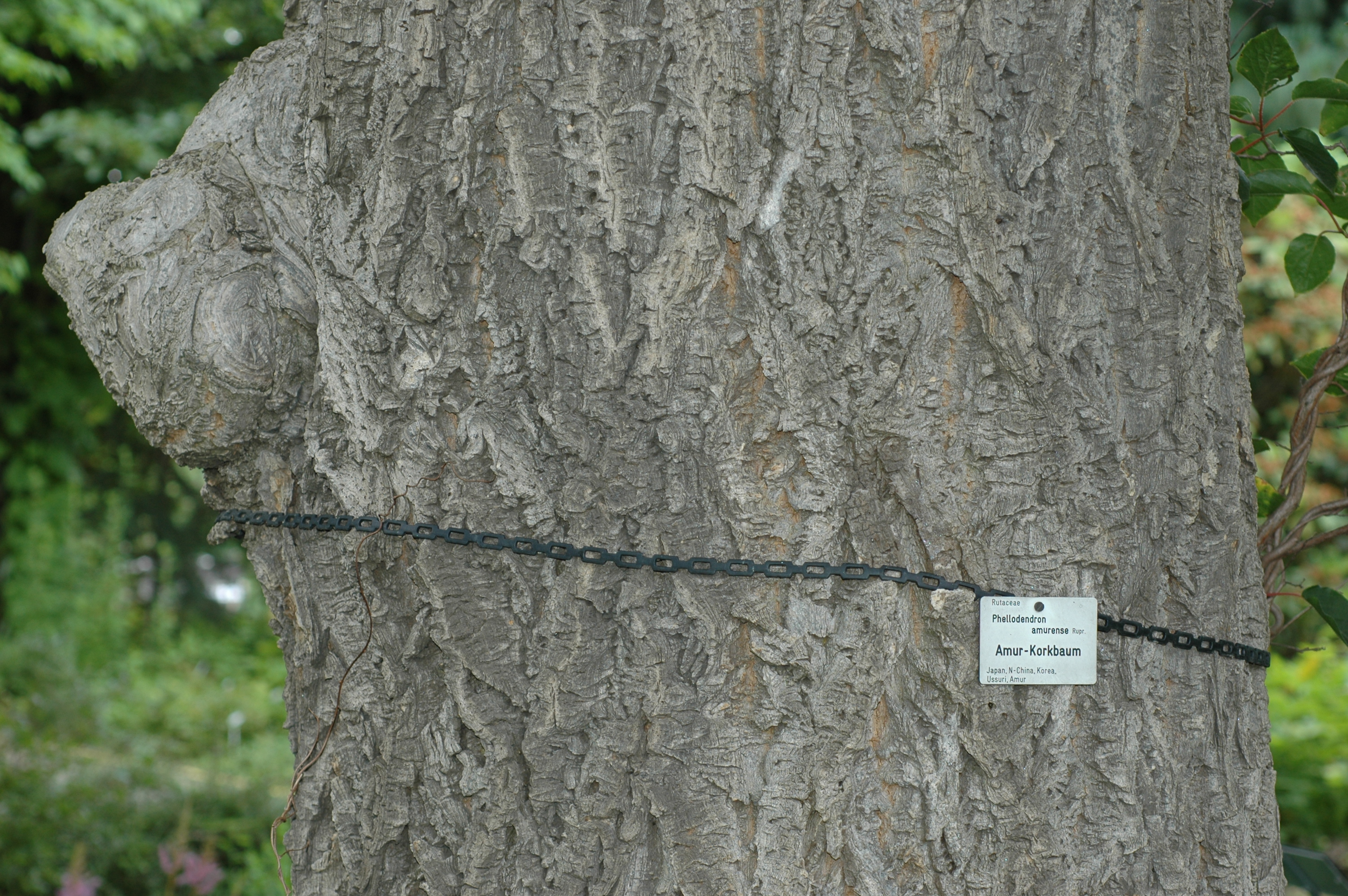 Rutaceae Phellodendron amurense