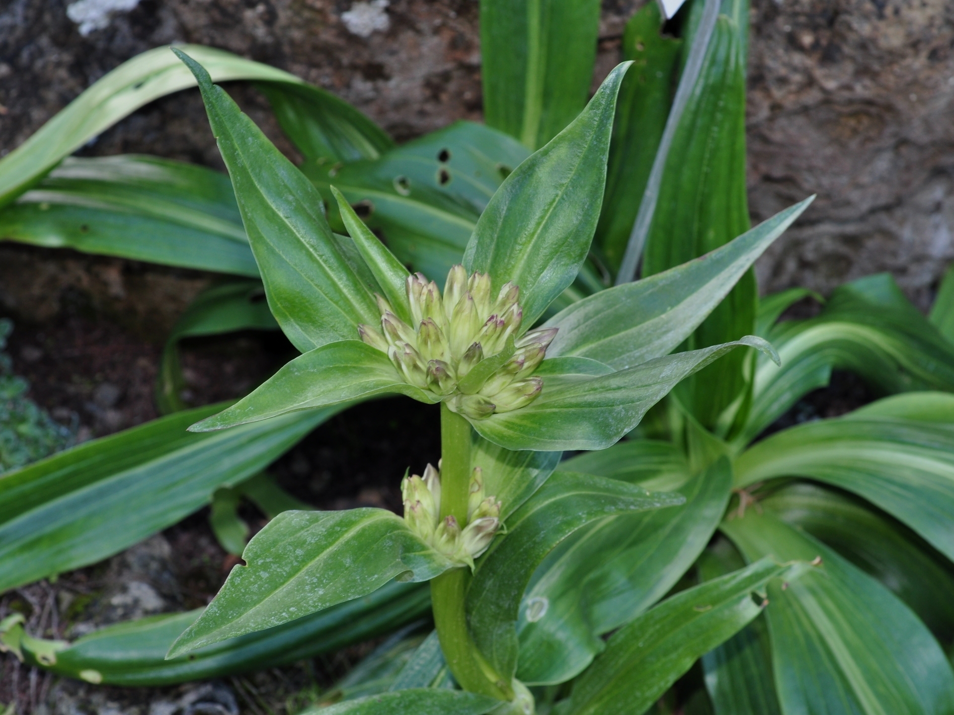 Gentianaceae Gentiana tibetica