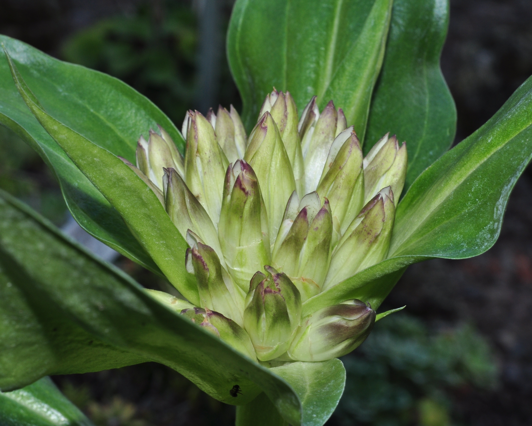 Gentianaceae Gentiana tibetica