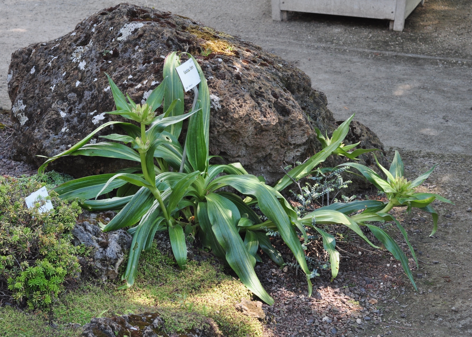 Gentianaceae Gentiana tibetica