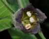 image of Atropa bella-donna