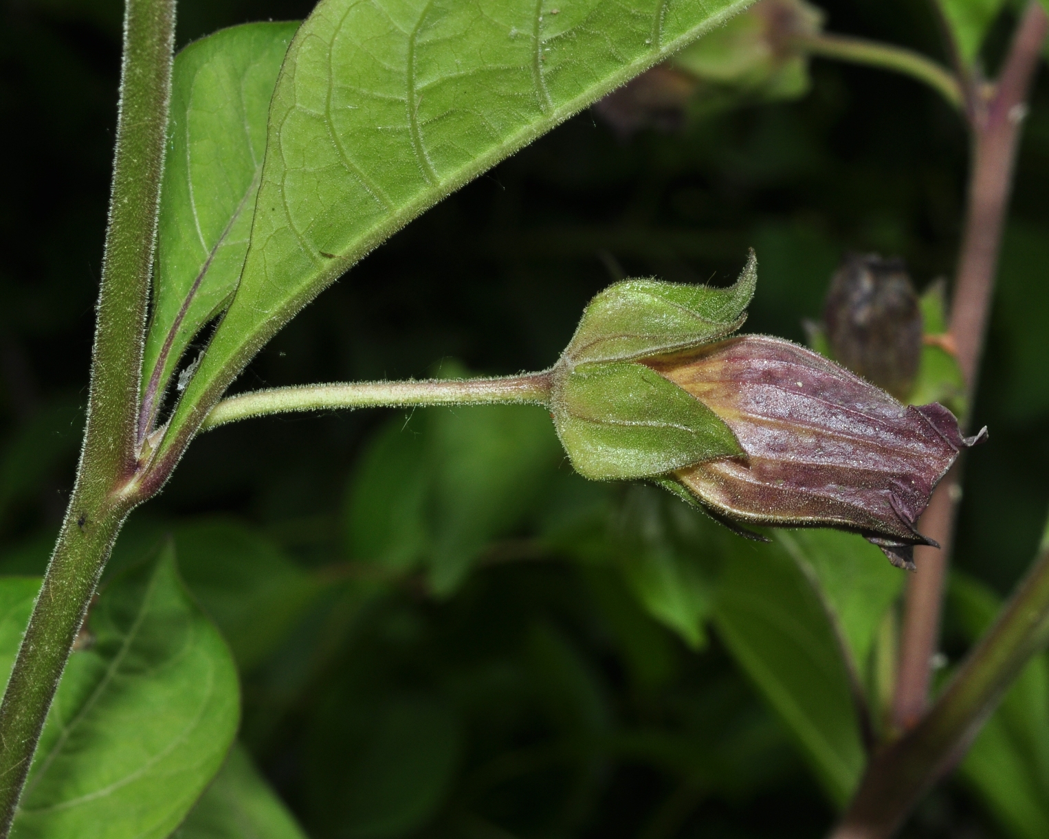 Solanaceae Atropa bella-donna