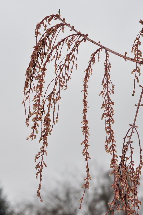 Cupressaceae Metasequoia glyptostroboides