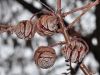 image of Metasequoia glyptostroboides